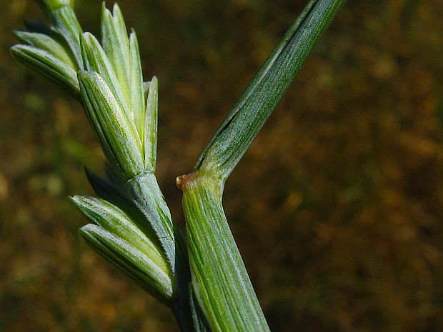 pýr sivý Elytrigia intermedia (Host) Nevski