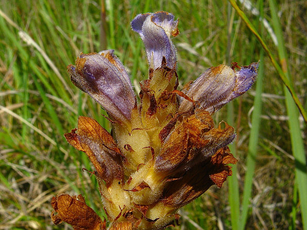 záraza modrastá Orobanche coerulescens Stephan ex Willd.