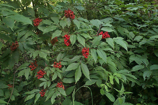 baza červená Sambucus racemosa L.