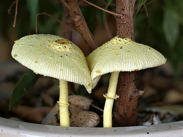 bedľovec citrónovožltý Leucocoprinus birnbaumii (Corda) Singer