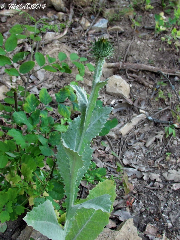 ostropes obyčajný Onopordum acanthium L.