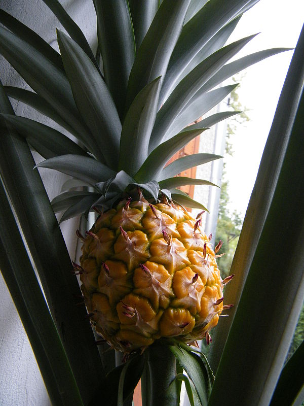 ananas Ananas comosus