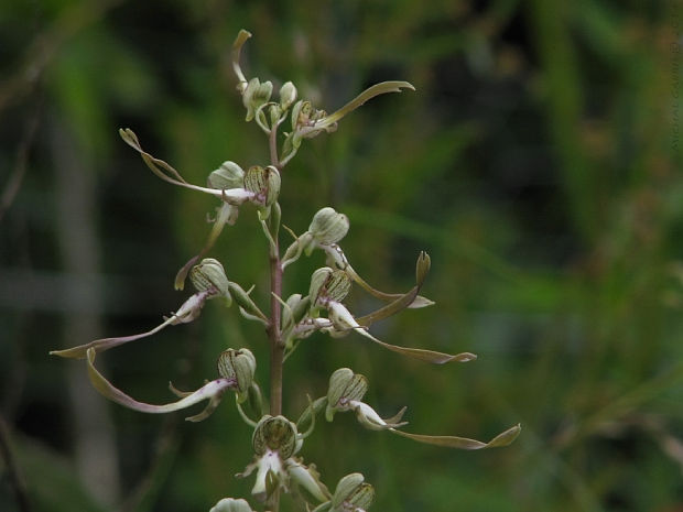 jazýčkovec Himantoglossum hircinum (L.) Spreng.