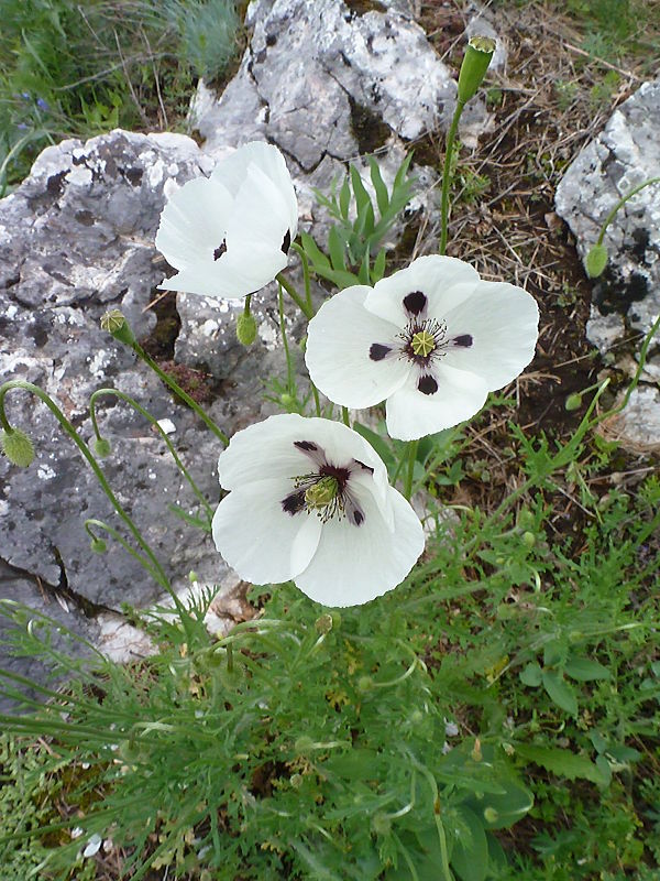 mak pochybný bielokvetý Papaver dubium subsp. austromoravicum (Kubát) Hörandl