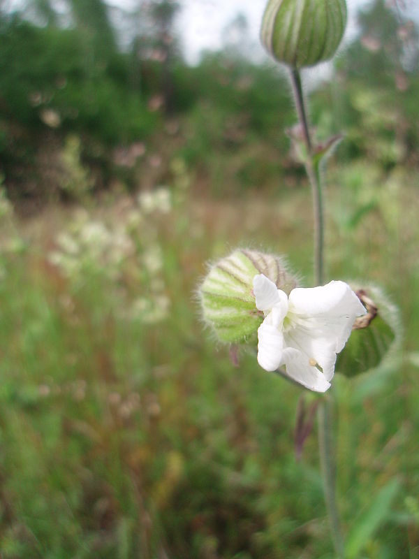 silenka biela pravá Silene latifolia subsp. alba (Mill.) Greuter et Burdet