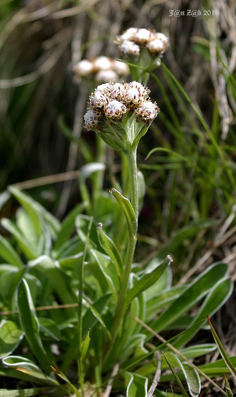 plešivec karpatský pravý Antennaria carpatica subsp. carpatica (Wahlenb.) Bluff et Fingerh.