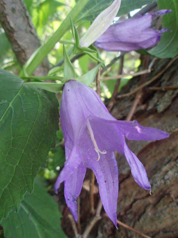 zvonček širokolistý Campanula latifolia L.
