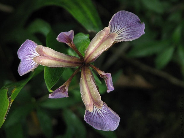 kosatec Iris foetidissima L.