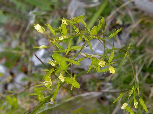 dvojštítok hladkoplodý uhorský Biscutella laevigata subsp. hungarica Soó ex Soó