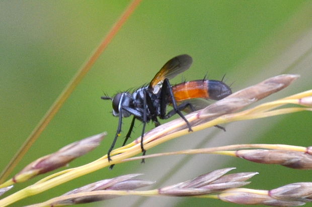 kuklica štíhla Cylindromyia brassicaria  F. - Diptera, Tachinidae