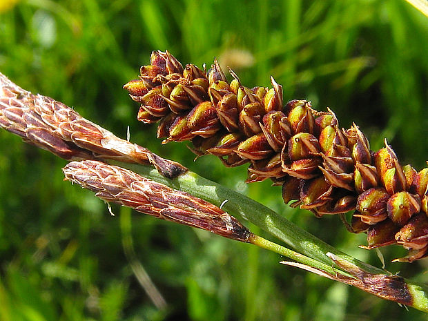 ostrica sivá pravá Carex flacca subsp. flacca