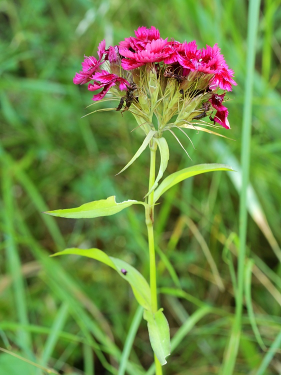 klinček bradatý Dianthus barbatus L.