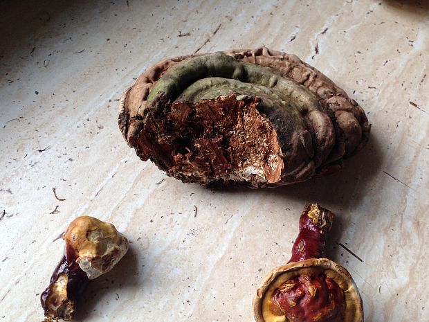 lesklokôrovka Ganoderma sp.