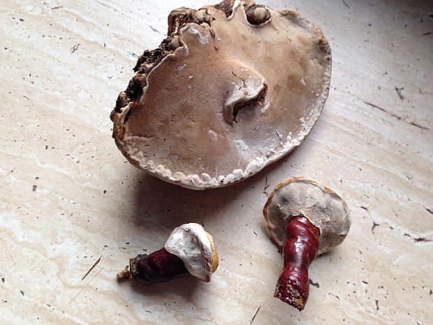 lesklokôrovka Ganoderma sp.