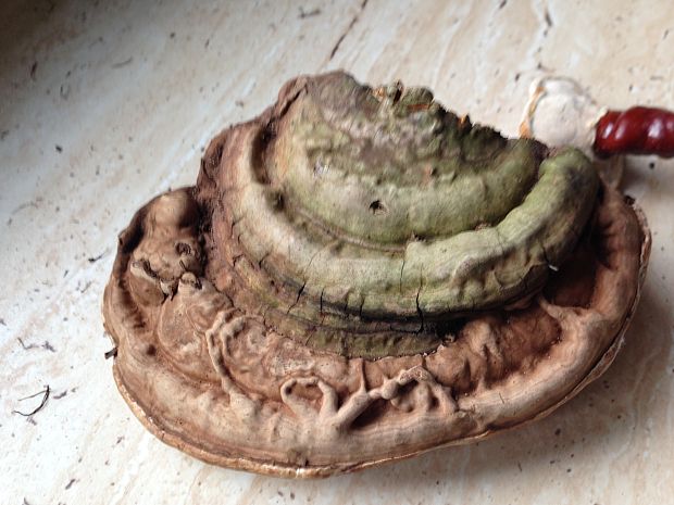 lesklokôrovka Ganoderma sp.