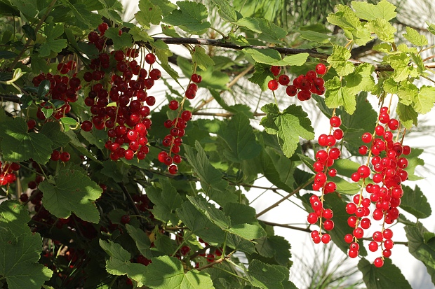 ríbezľa červená Ribes rubrum L.