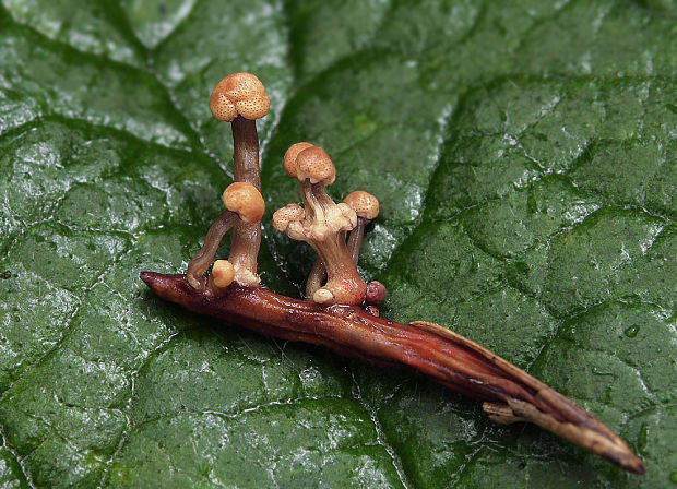 kyjanička purpurová Claviceps purpurea (Fr.) Tul.