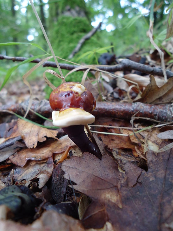 lesklokôrovka obyčajná Ganoderma lucidum (Curtis) P. Karst.