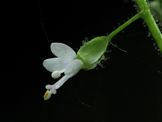 čarovník obyčajný Circaea lutetiana L.