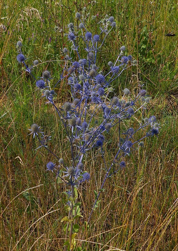 kotúč modrastý Eryngium planum L.