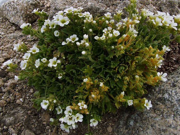 lomikameň  Saxifraga pedemontana subsp. cymosa Engl.