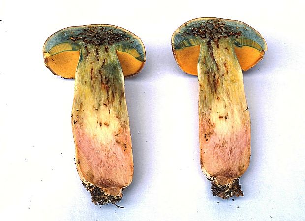 hríb nádherný Butyriboletus fuscoroseus (Smotl.) Vizzini & Gelardi