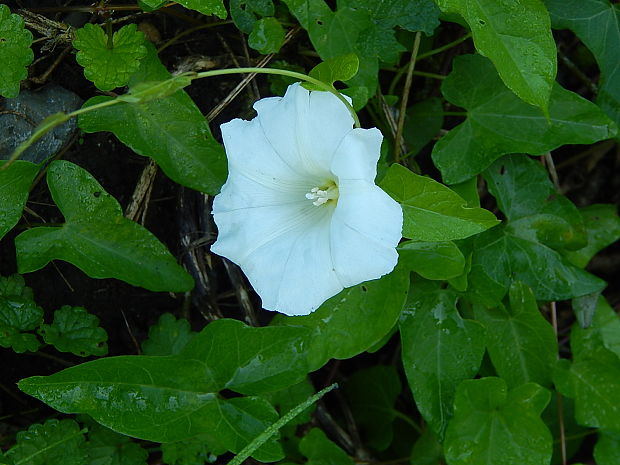 povoja plotná Calystegia sepium (L.) R. Br.