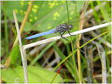 vážka modrá 