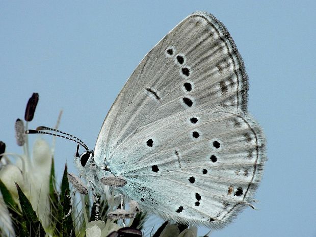 modráčik ľadencový (sk) / modrásek štírovníkový (cz) Cupido argiades Pallas, 1771