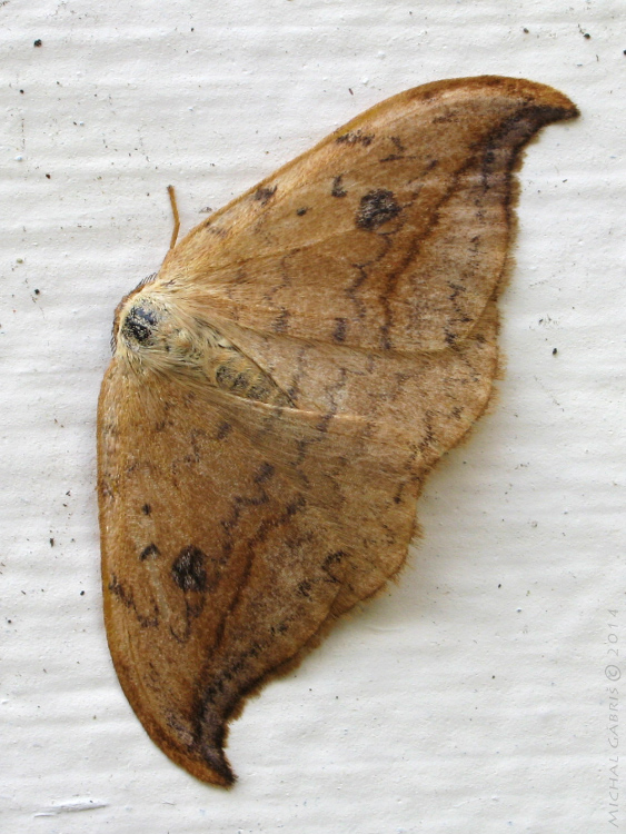 srpokrídlovec jelšový Drepana falcataria Linnaeus, 1758