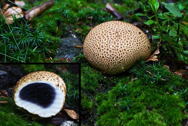 pestrec obyčajný Scleroderma citrinum Pers.