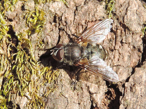 bzučivka Pollenia griseotometosa  (Jacentkovský, 1944)