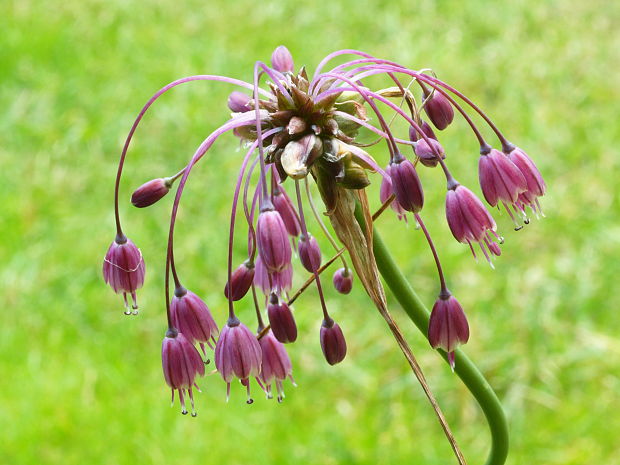 cesnak člnkovitý Allium carinatum L.