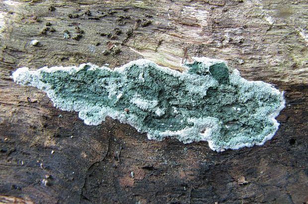 trichoderma Trichoderma sp.