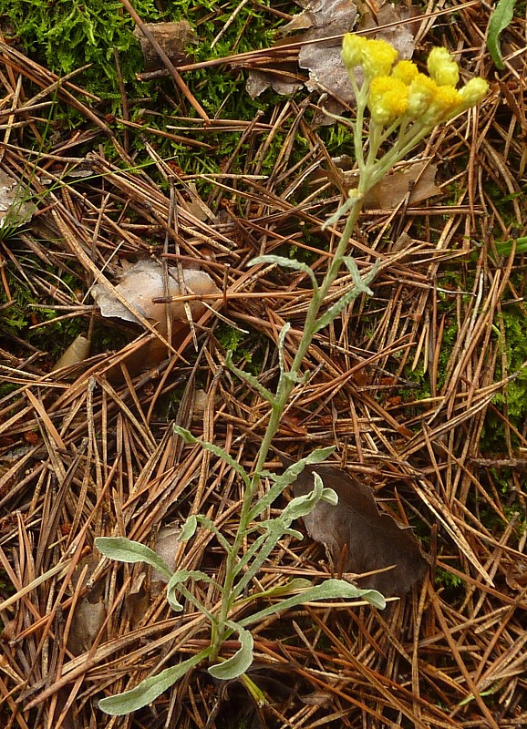 slamiha piesočná Helichrysum arenarium (L.) Moench