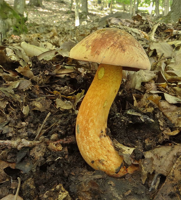 hríb Boletus sp.