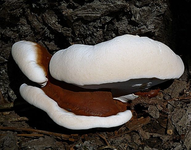 lesklokôrovka Ganoderma sp.