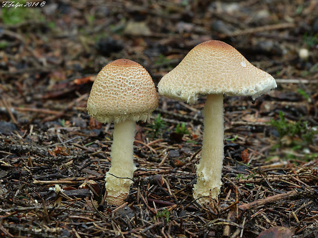 bedlička Lepiota sp.