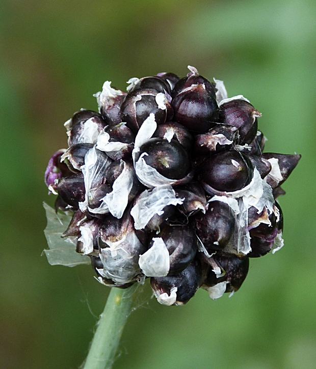 cesnak orešcový Allium scorodoprasum L.