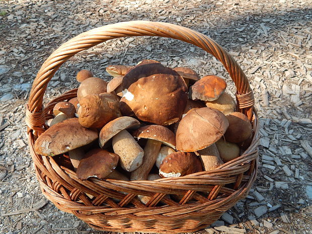 hríb dubový Boletus reticulatus Schaeff.