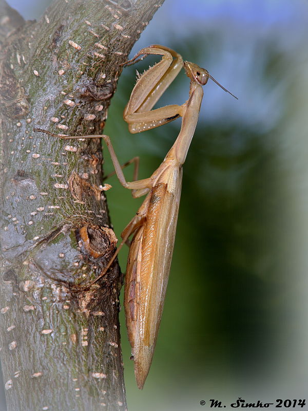 modlivka zelená  Mantis religiosa