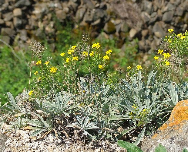 taričník skalný arduinov Aurinia saxatilis subsp. arduini (Fritsch) Dostál