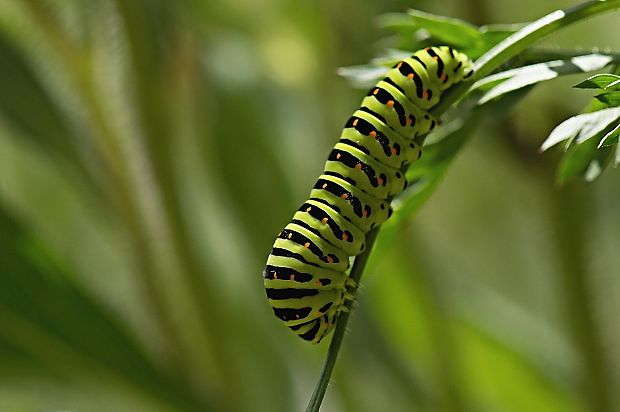 husenica vidlochvosta feniklového Papilio machaon