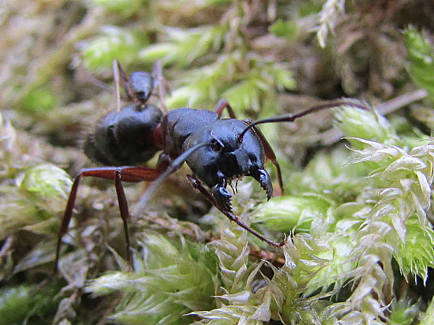 mravenec lesní Formica rufa