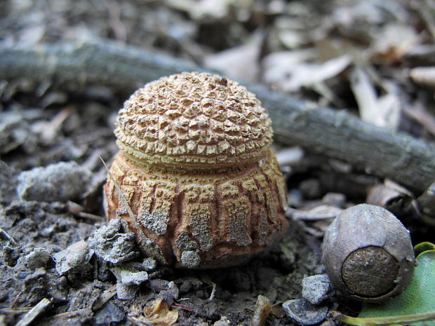 muchotrávka červenkastá Amanita rubescens Pers.