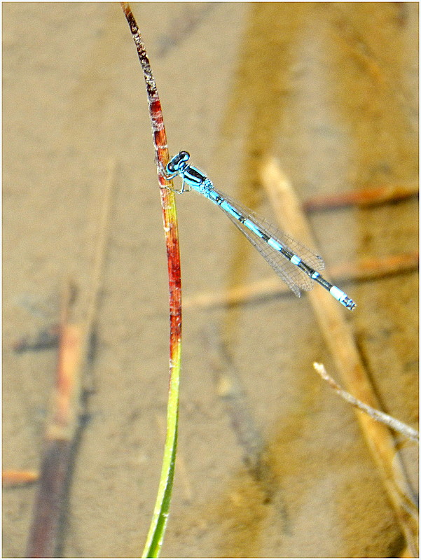 šidielko ozdobné  Coenagrion ornatum