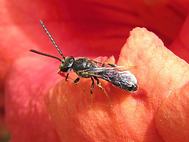 ploskočelka načervenalá Lasioglossum calceatum
