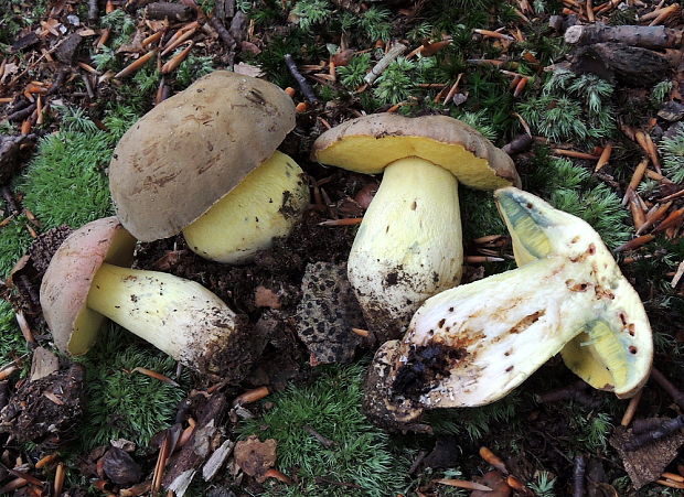 hríb sivoružový Butyriboletus roseogriseus (J. Šutara, M. Graca, M. Kolarík, V. Janda & M. Kríž) Vizzini & Gelardi