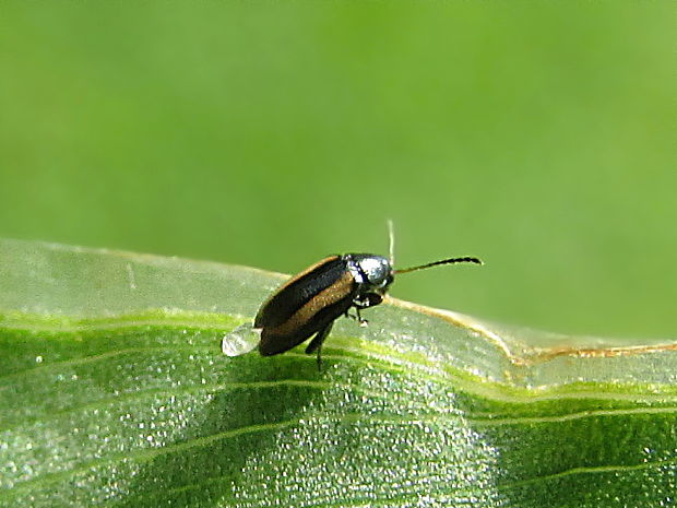 dřepčík polní Phyllotreta undulata