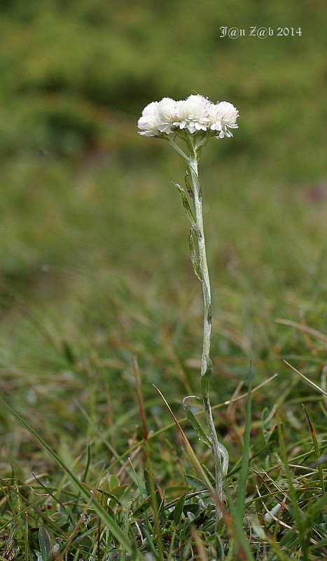 plešivec dvojdomý Antennaria dioica (L.) Gaertn.